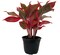 Misha Chinese Evergreen Plant - Aglaonema - Low Light - 6" Pot